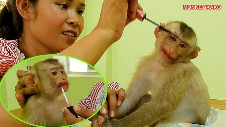 Monkey Make Up!! Mom Make Up Face For Monkey Kako So Funny | Make Up Baby Monkey