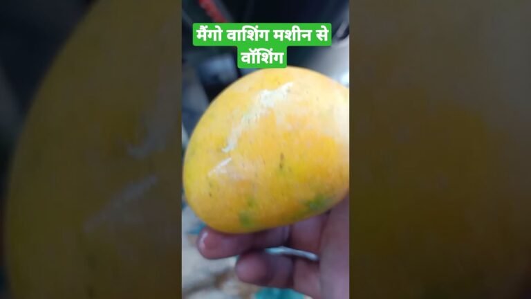 MENGO FRUIT 🍑🍑 SHORT VIDEO MENGO FRUIT INDIAN FASHION✓ UNITEDSTED FASHION AMERICAN CHAINIS FRUIT EAT