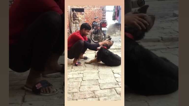 Dog 🐕 lover #live #shorts #youtubeshorts #youtuber #reels #dog #fashion #song #india #poor #sad