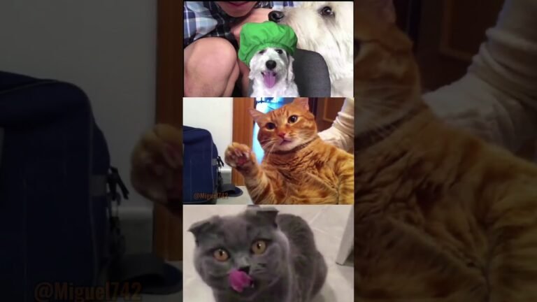 Fashion Week // CURLY 💚 // WILSON 🧡 // KIRA 💜 // EDIT