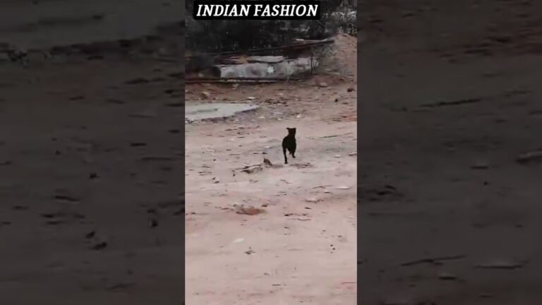 INDIAN FASHION 🇮🇳//FUNNY DOG FUNNY DOG 😂😂//