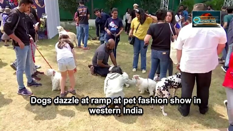 Dogs dazzle at ramp at pet fashion show in western India